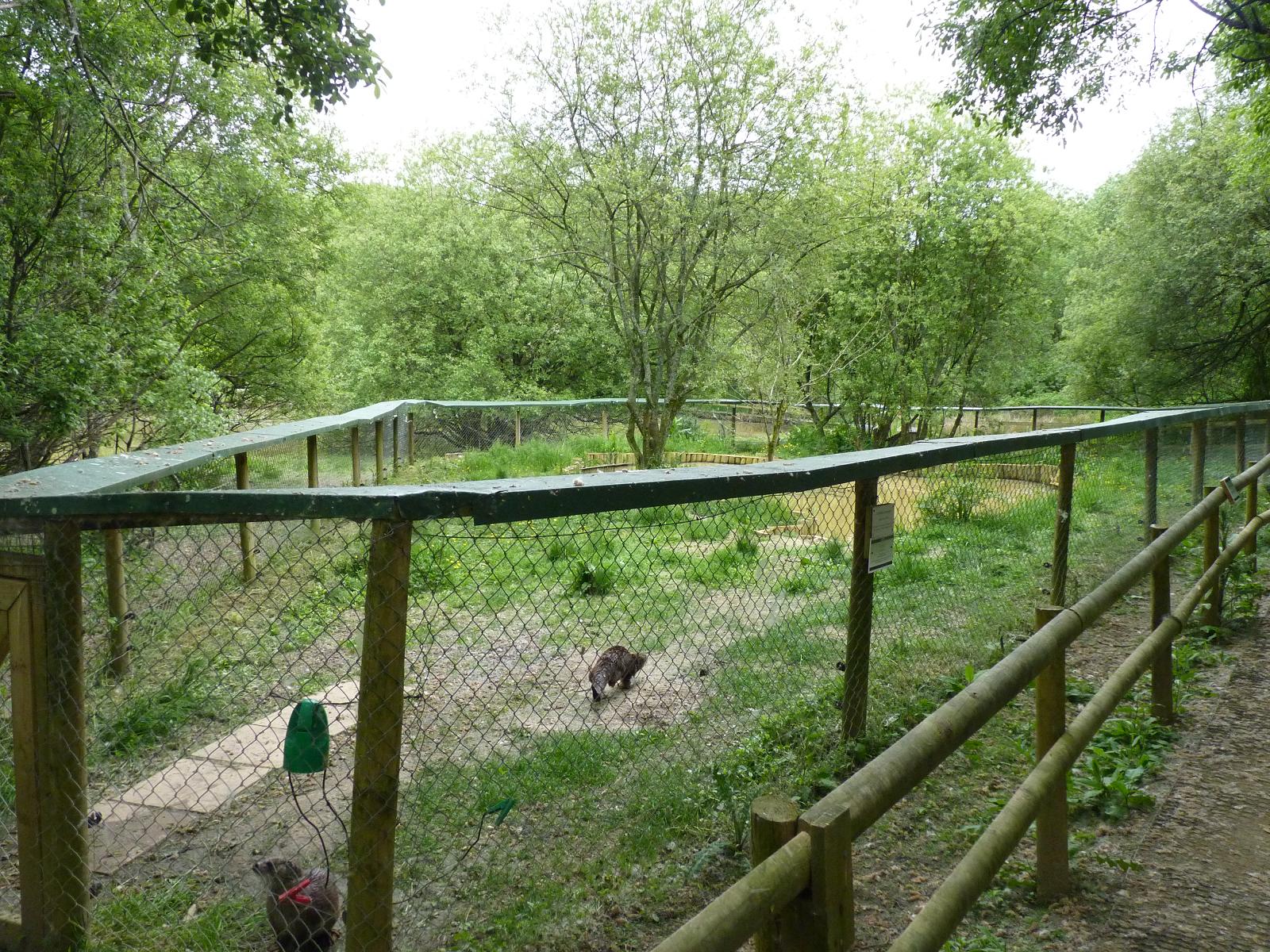European Otter Enclosure