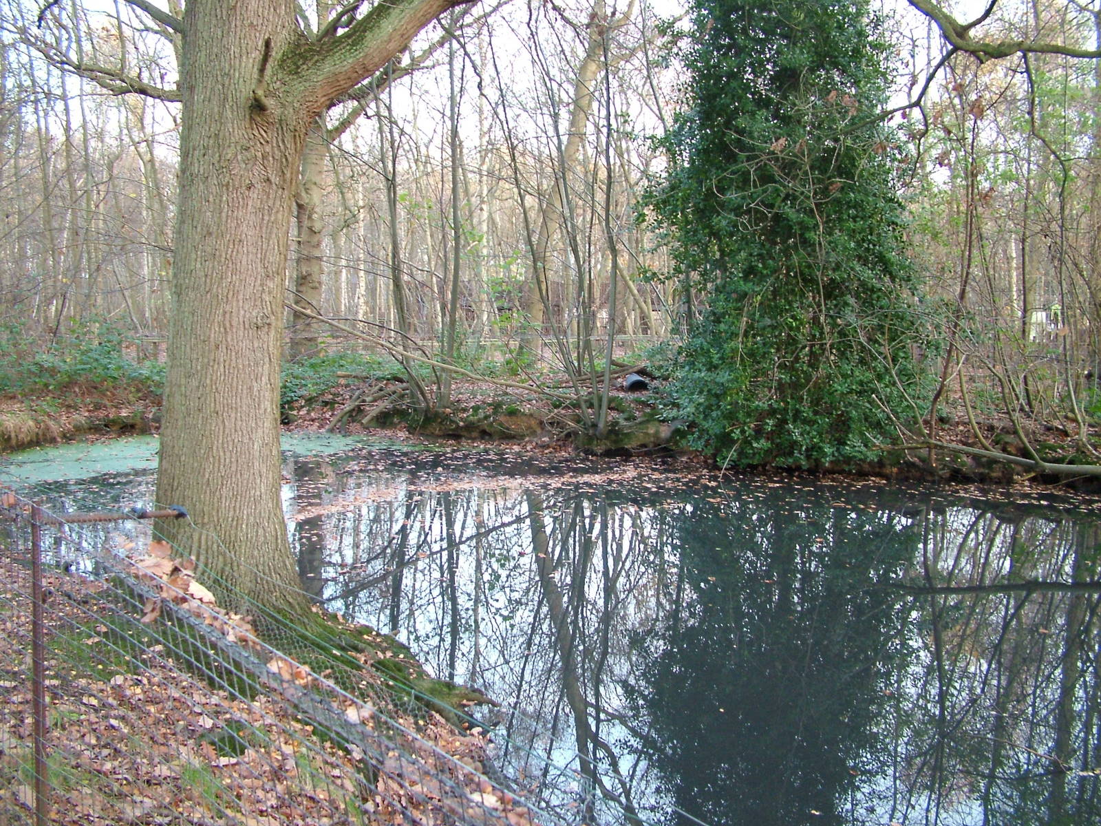 European Otter exhibit at Wildwood 28/11/09