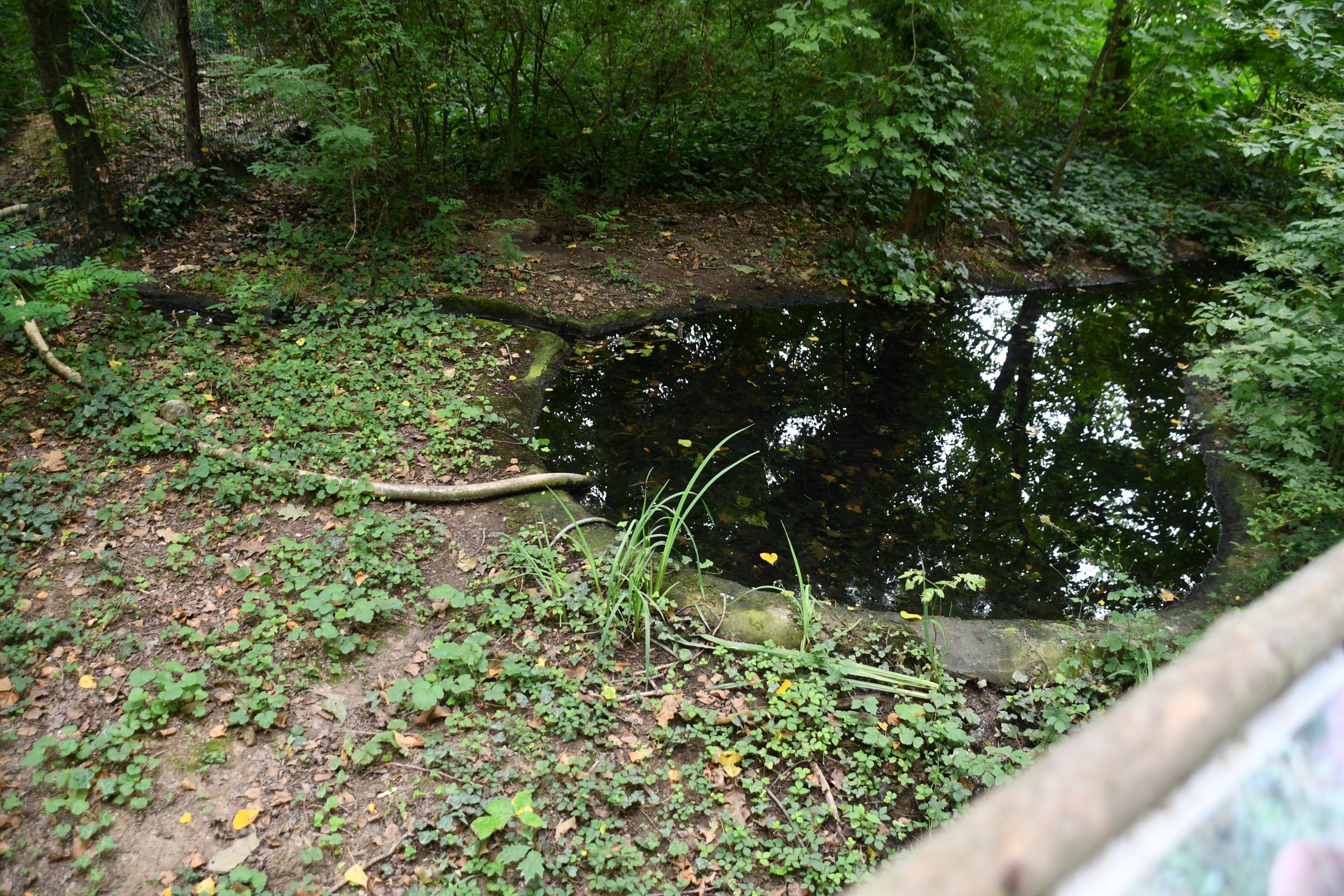 European Otter exhibit (no show)