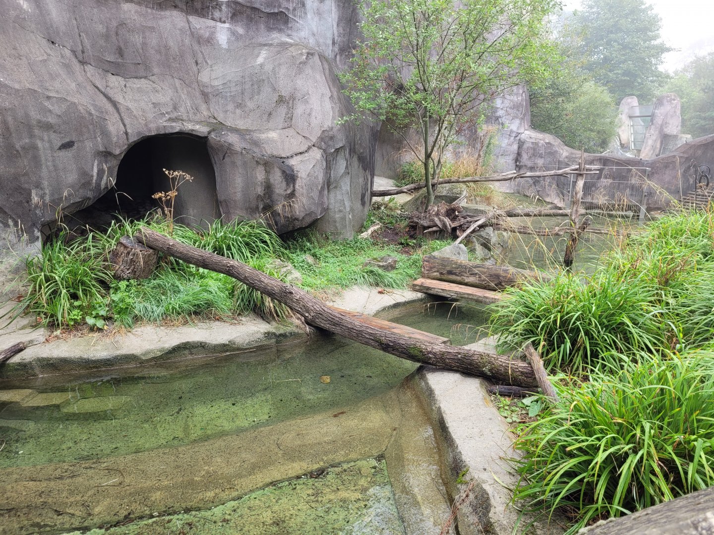 European otter exhibit -Parc Zoologique de Paris (2022)