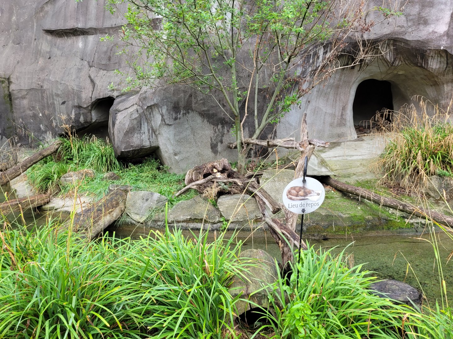 European otter exhibit -Parc Zoologique de Paris (2022)