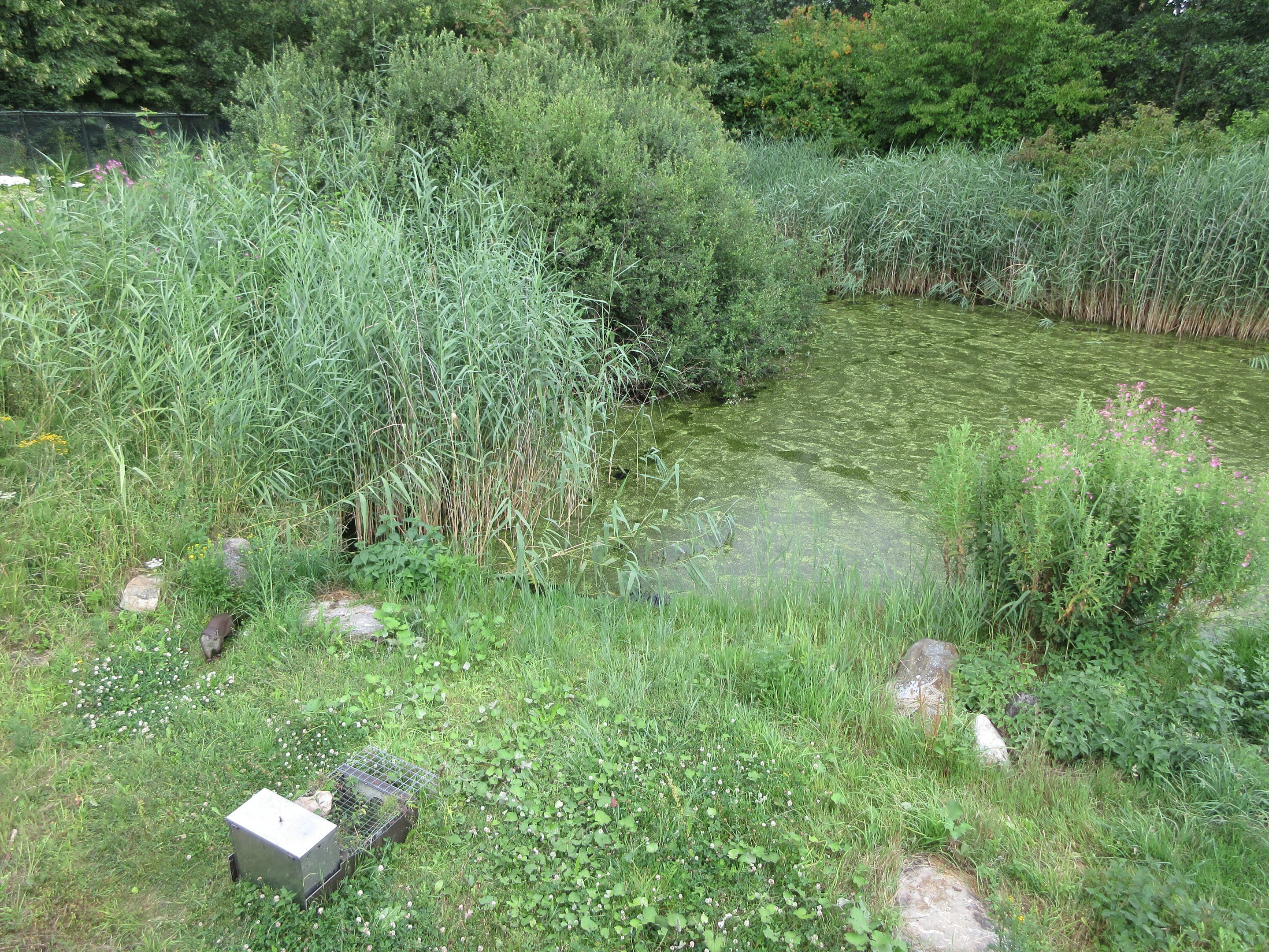 European Otter Exhibit - see the otter?