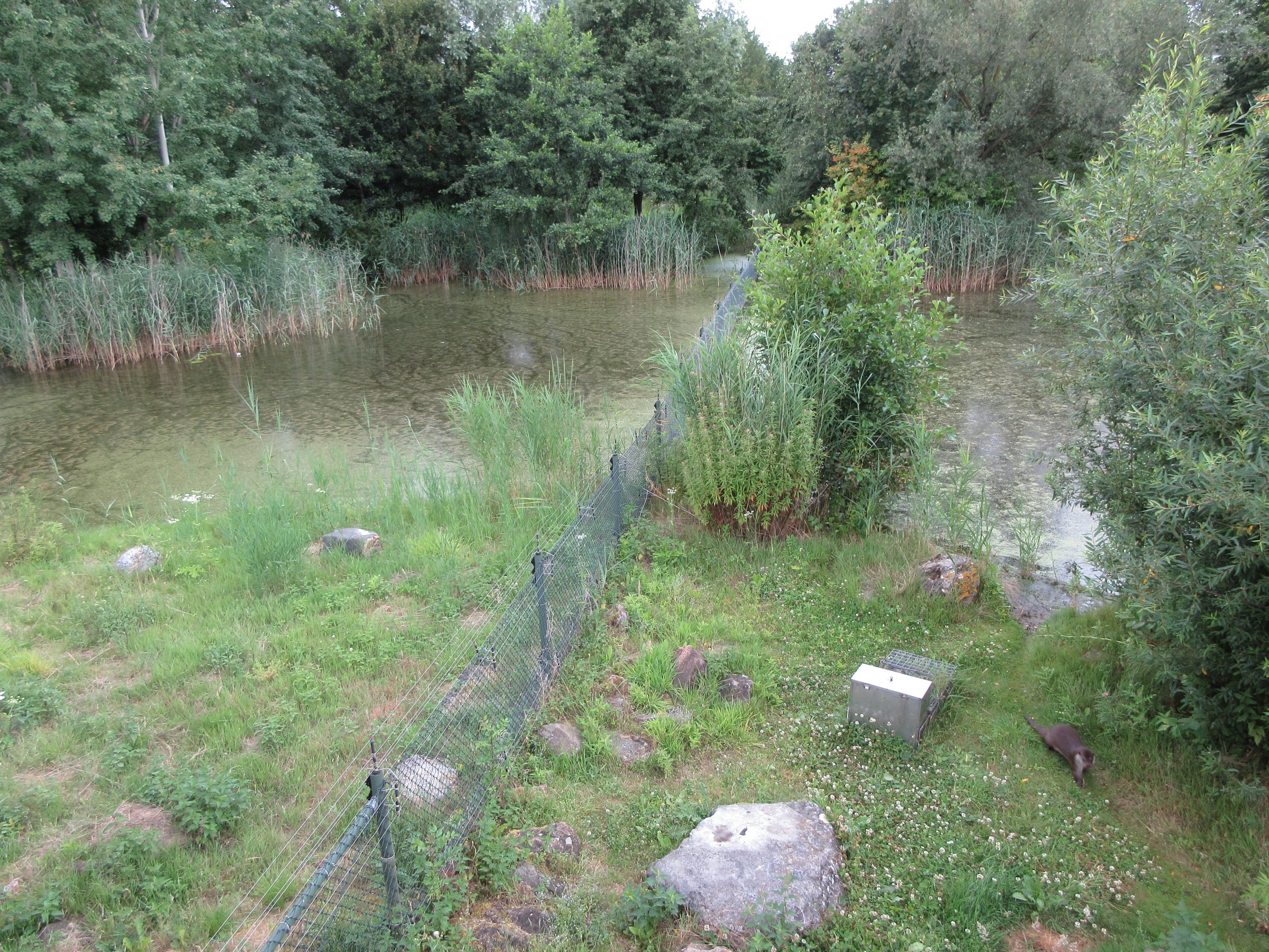 European Otter Exhibit - see the otter?