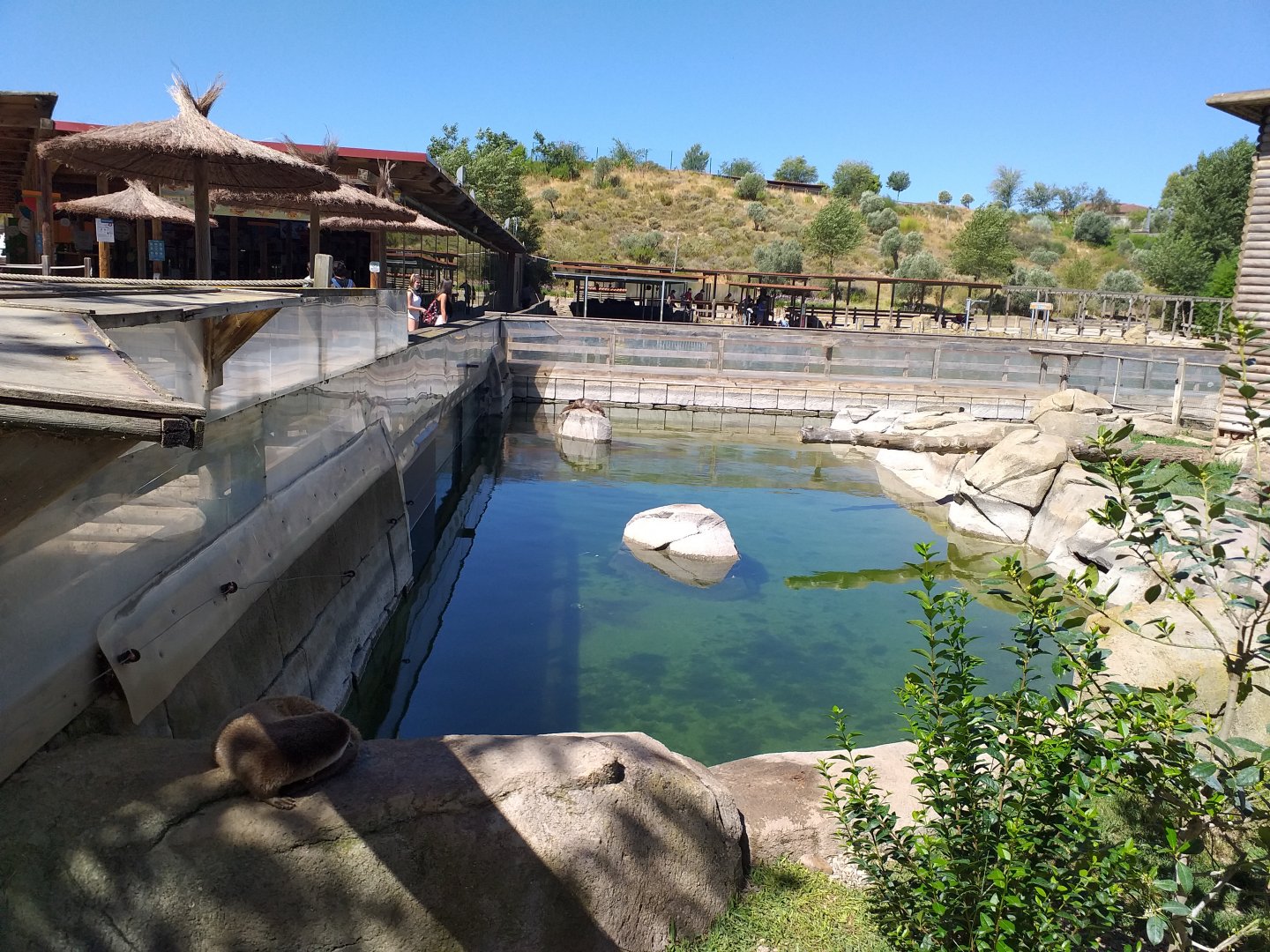 European otter exhibit -Sendaviva (2020)
