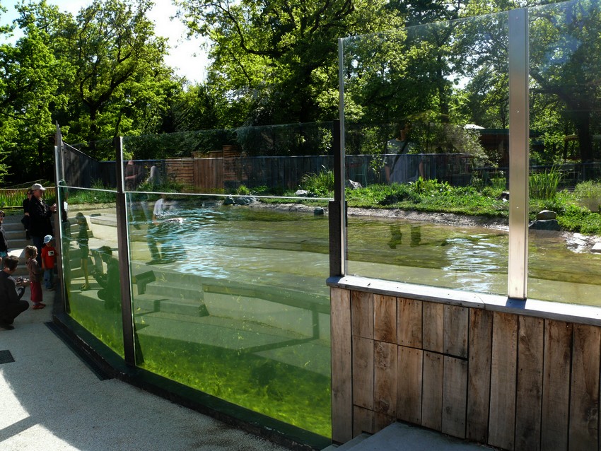 European otter exhibit