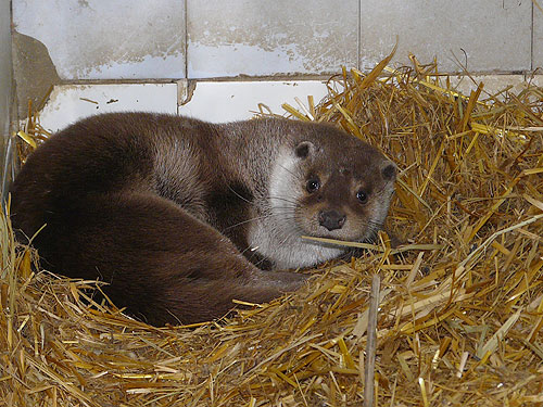 European Otter in Kishinev Zoo