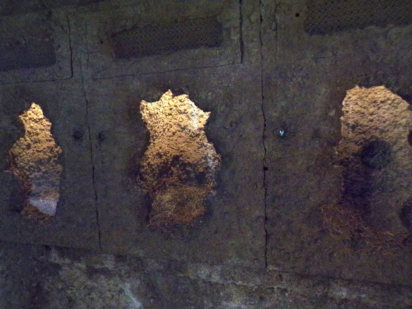 European otter indoors 13.7.25