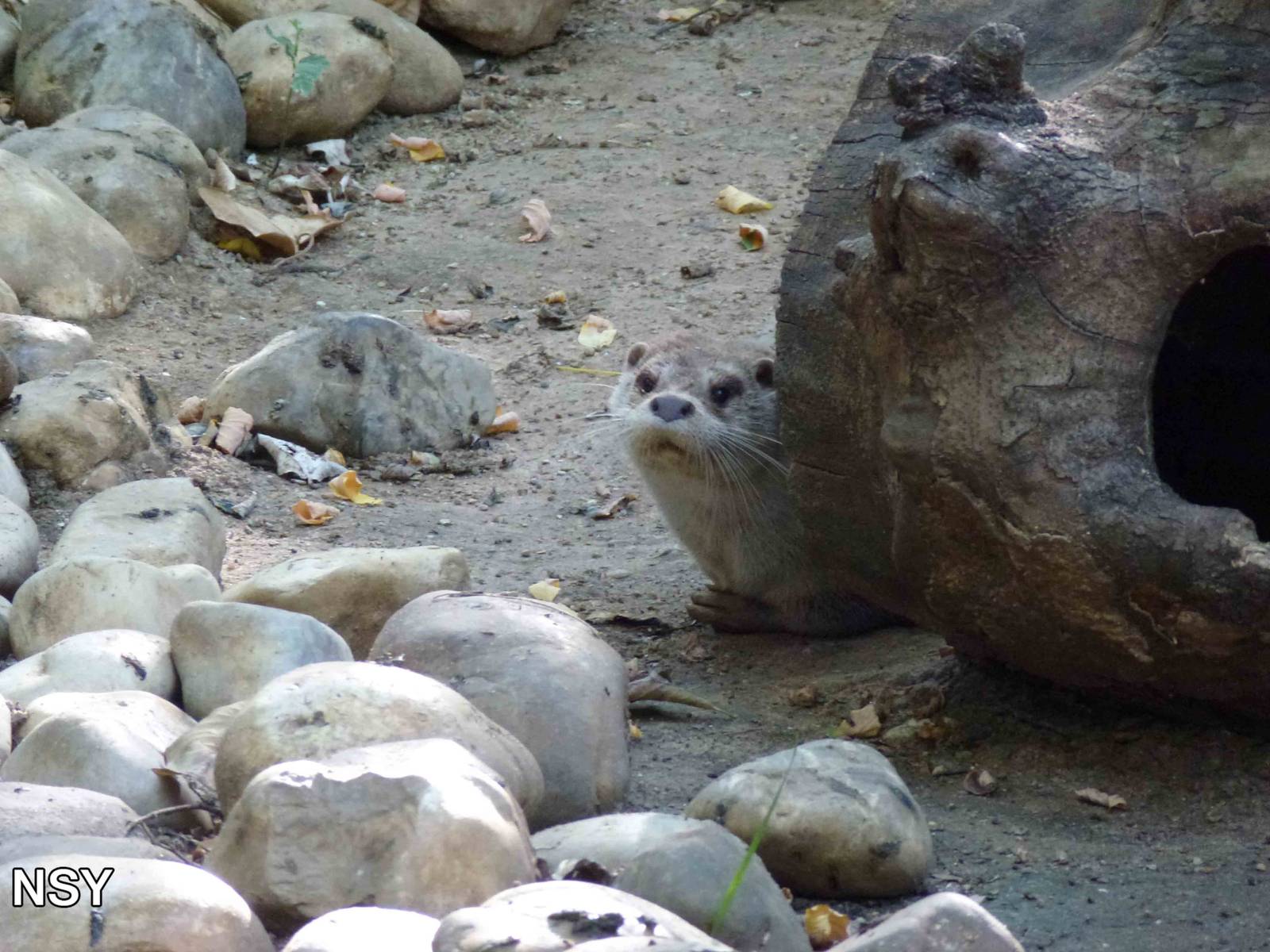 European otter, July 2013.