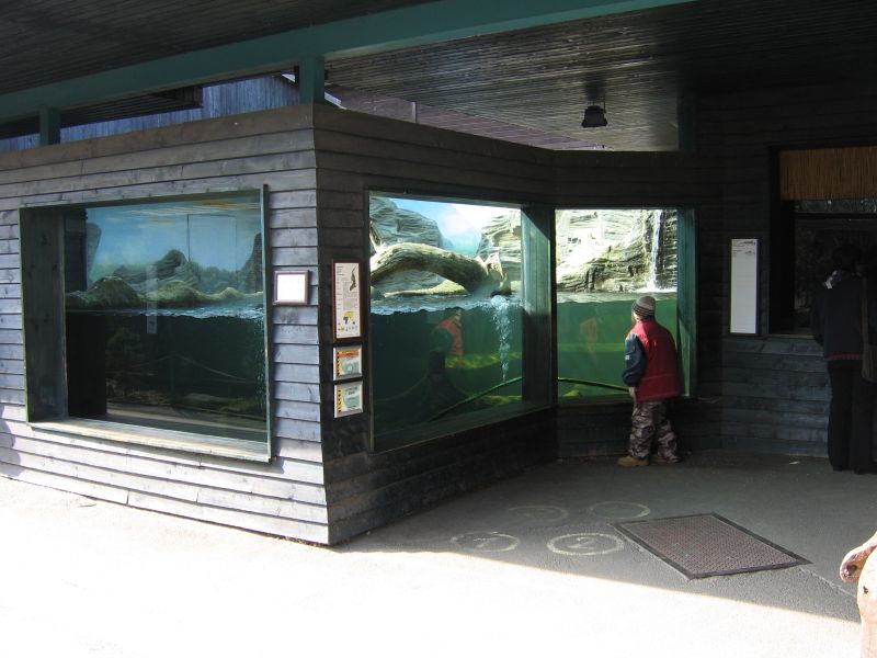 European otter (Lutra lutra) exhibit