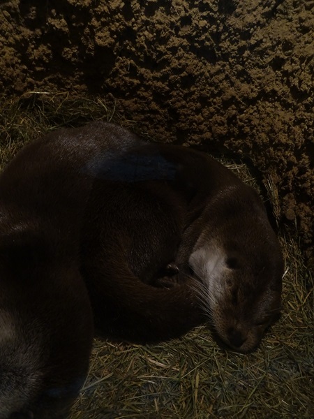 European otter (Lutra lutra lutra)