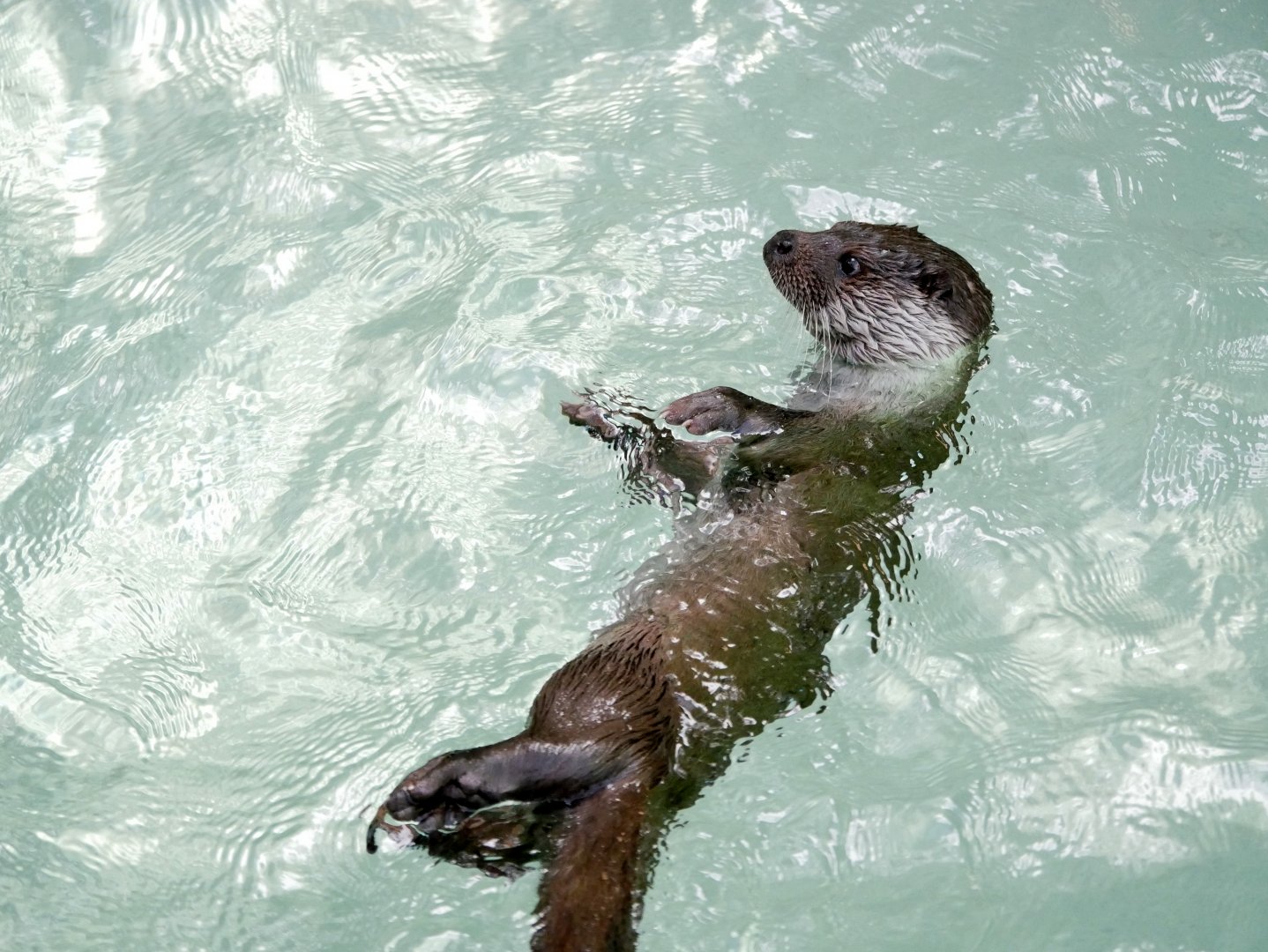 European otter (Lutra lutra lutra)