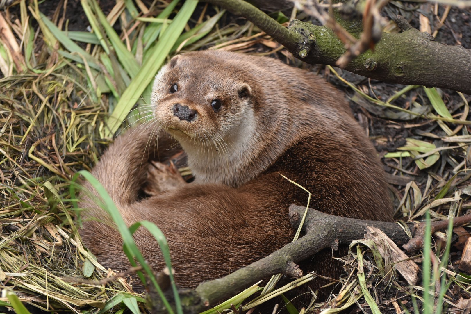 European otter (Lutra lutra)