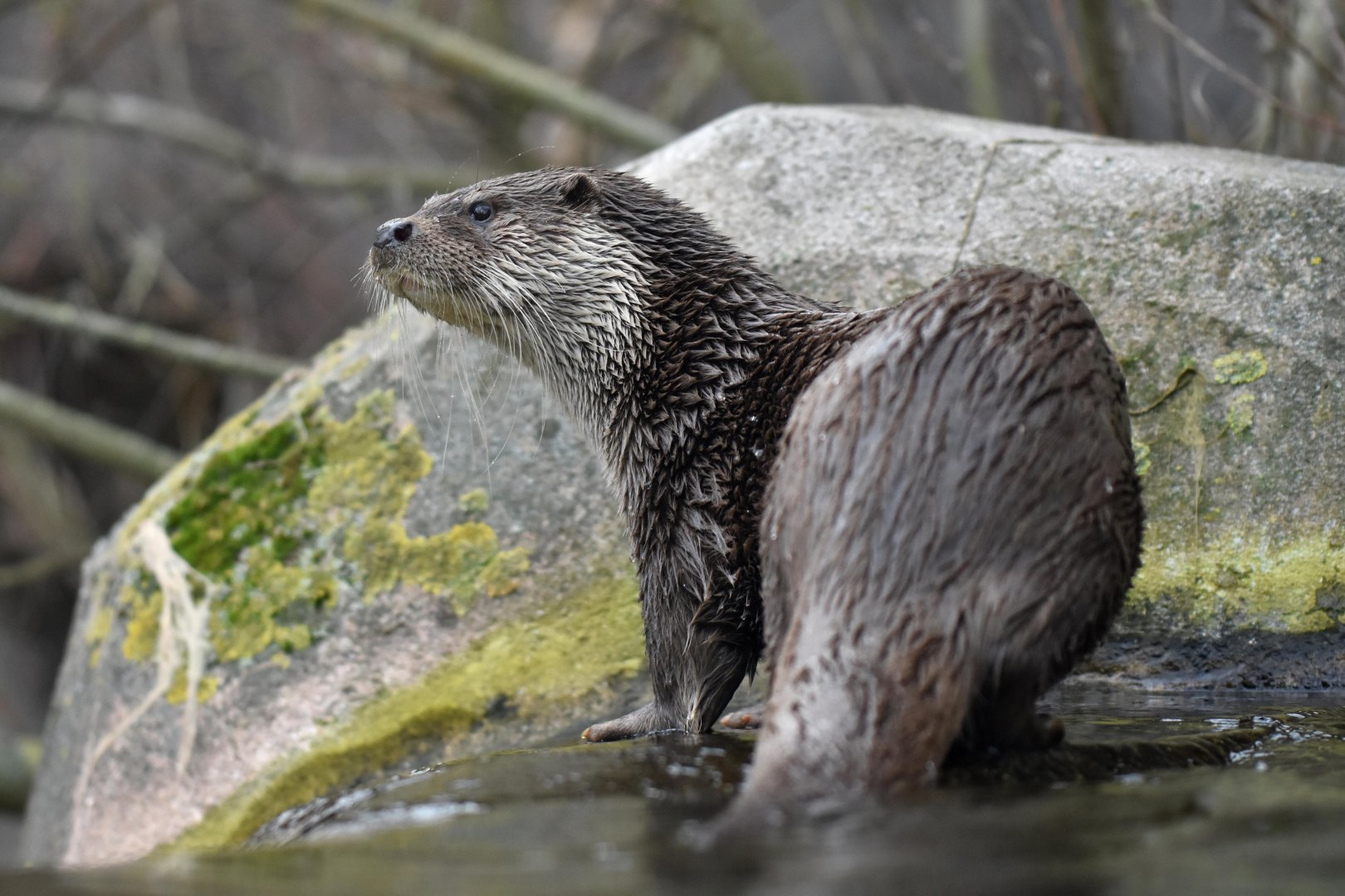 European otter (Lutra lutra)