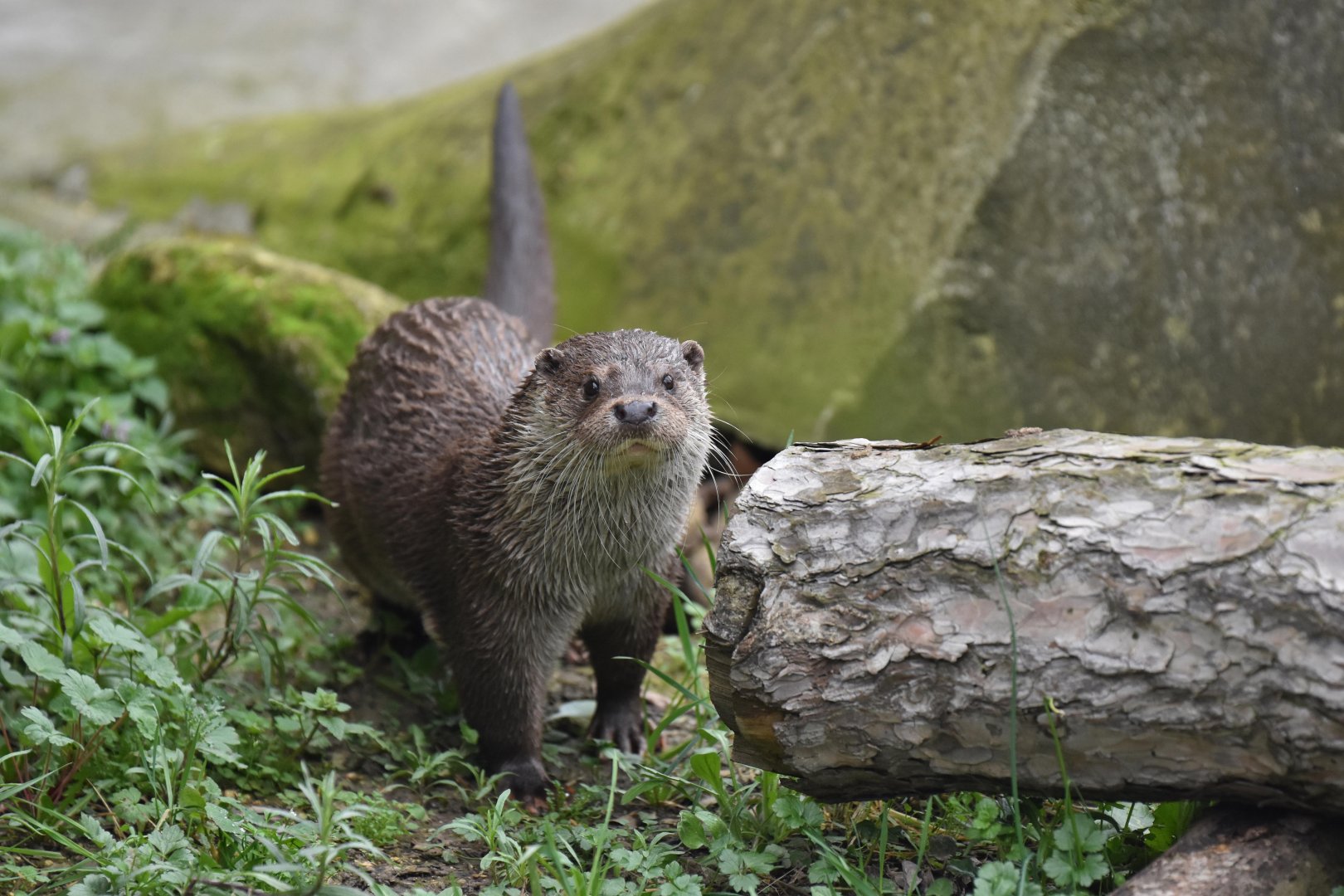 European otter (Lutra lutra)