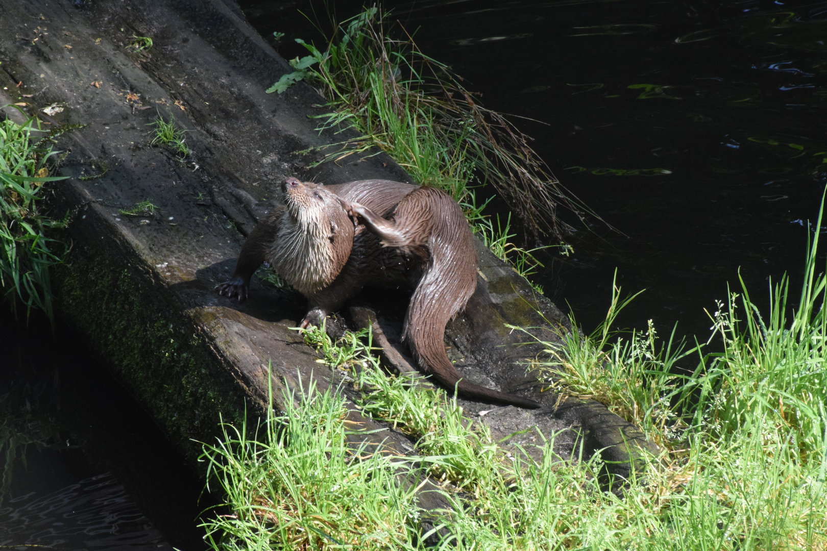 European otter - Otter-Zentrum Hankensbüttel