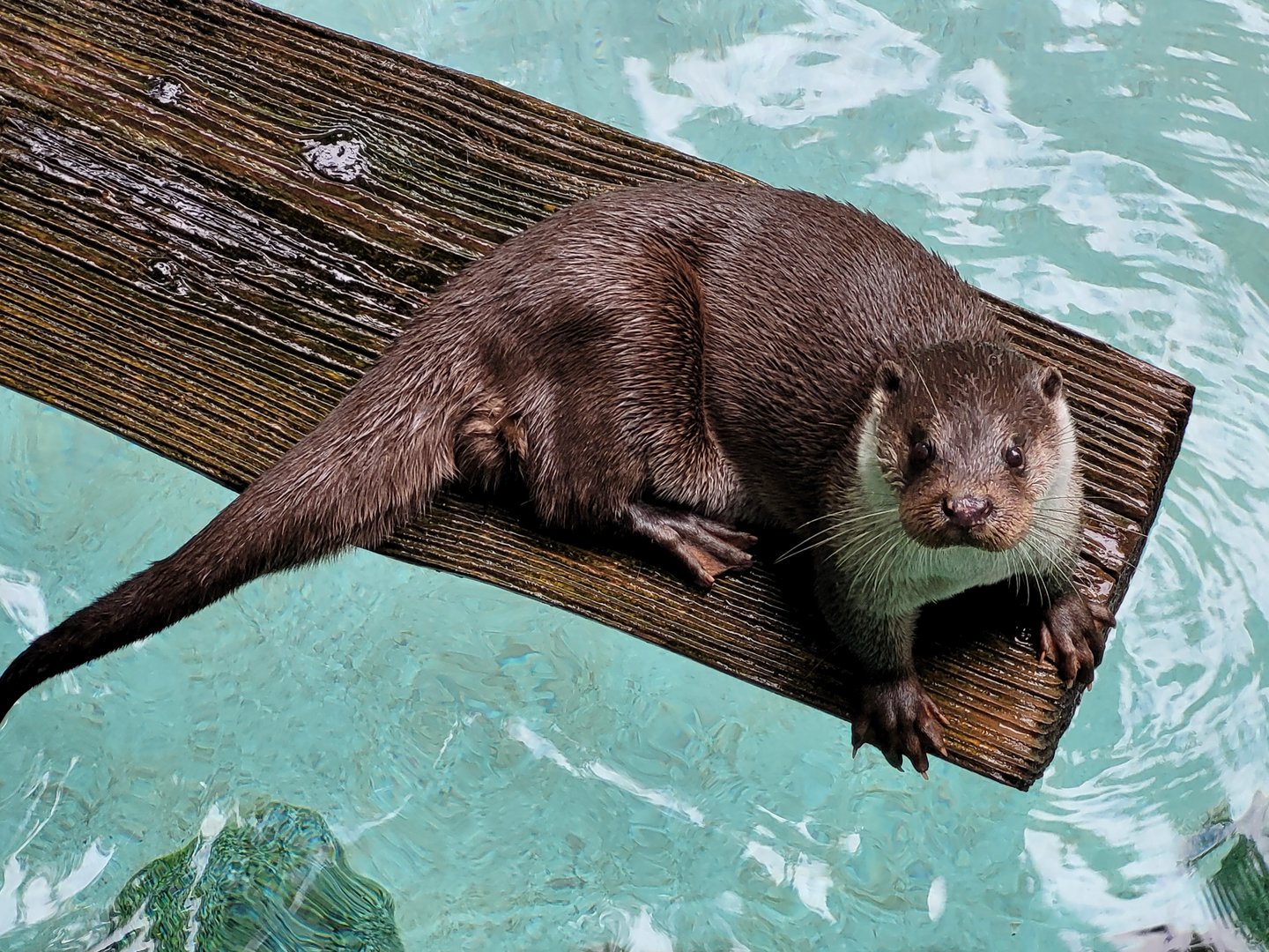 European otter -Parc Animalier des Pyrénées (2023)
