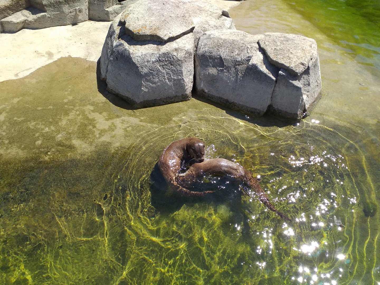 European otter -Sendaviva (2020)