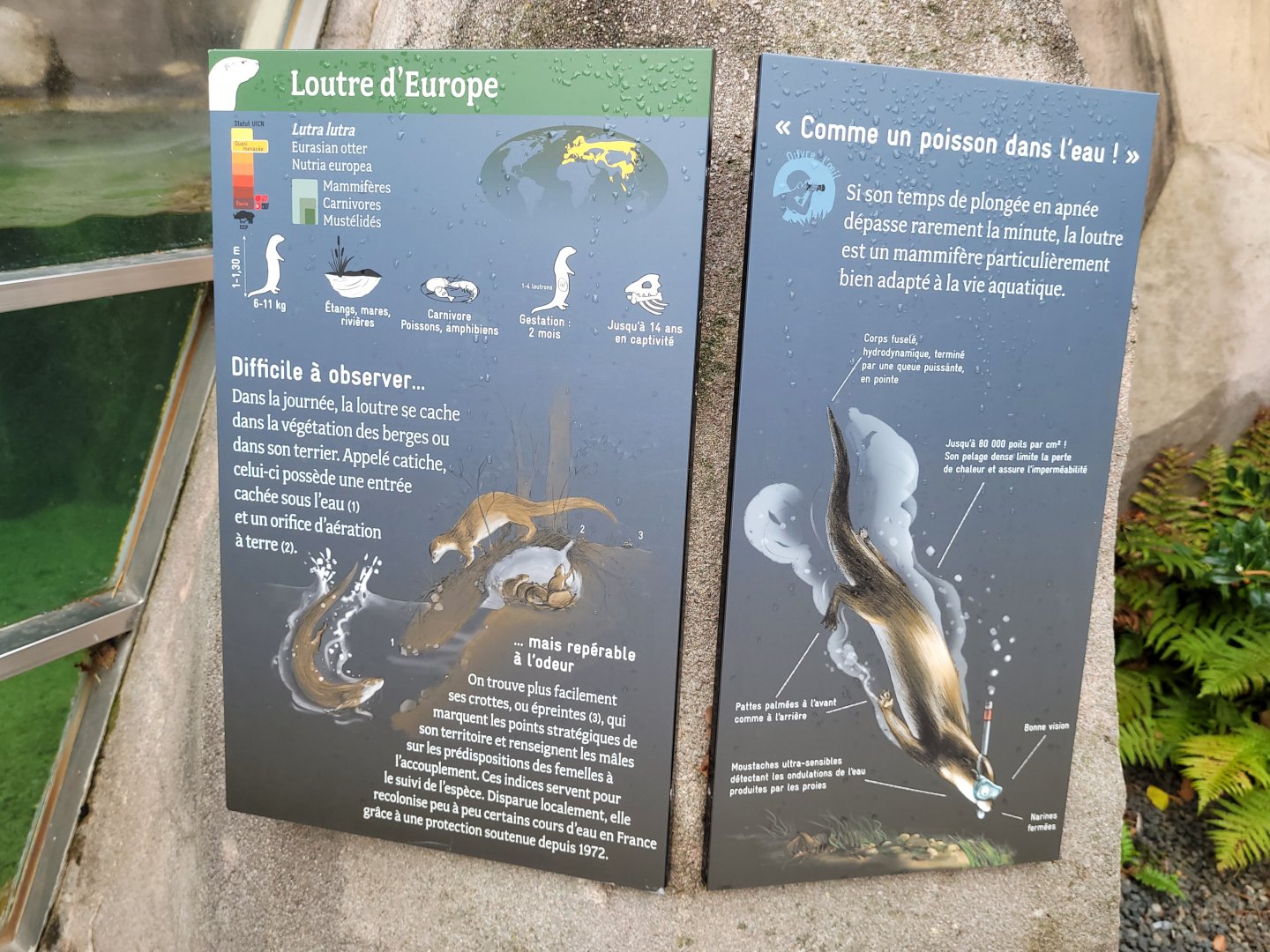 European otter signs -Parc Zoologique de Paris (2022)