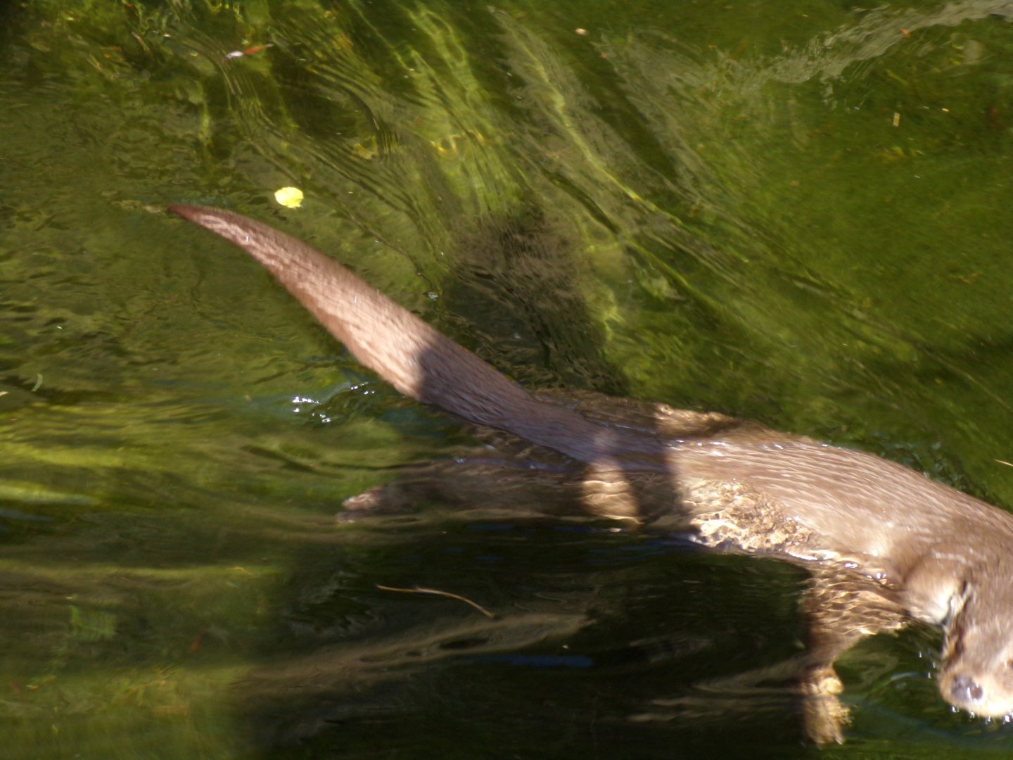 European otter swimming 13.7.25