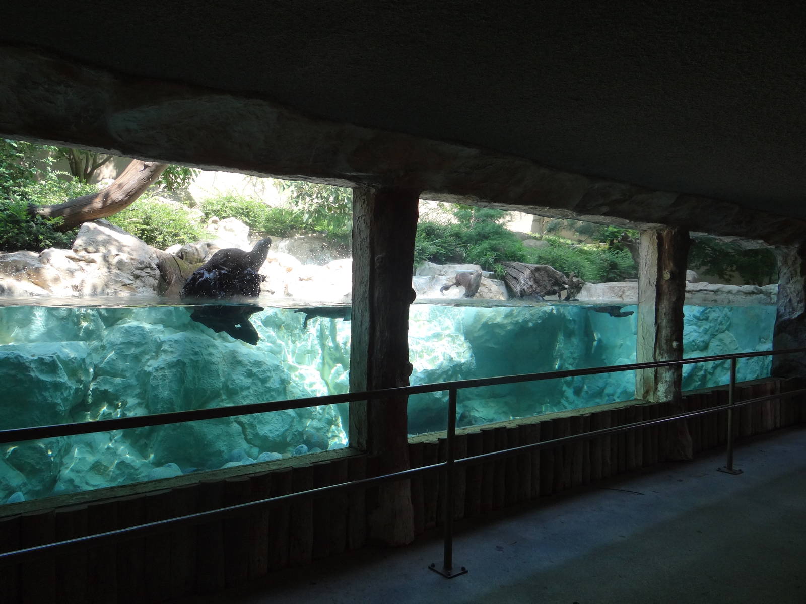 European otter underwater view