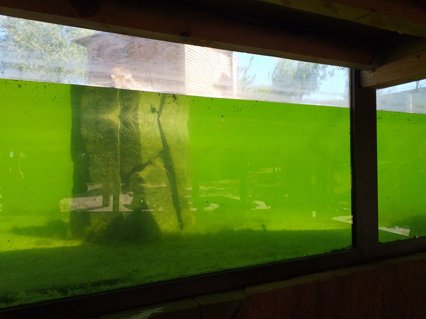 European otter underwater viewing -Sendaviva (2020)