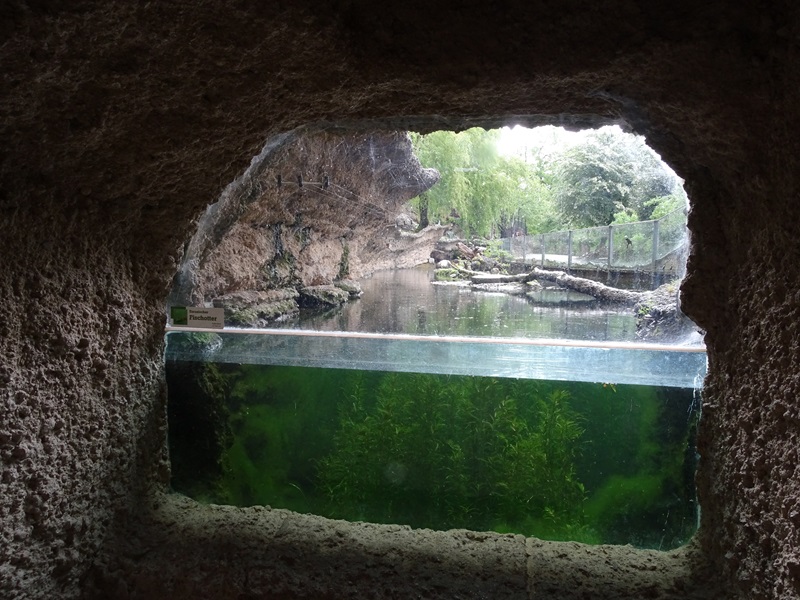 European otter underwater viewing