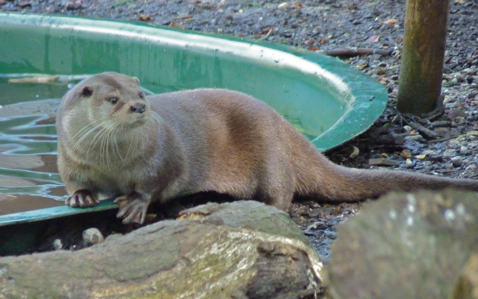 European Otter