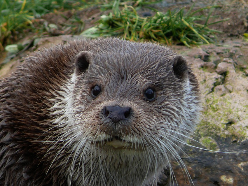 European otter