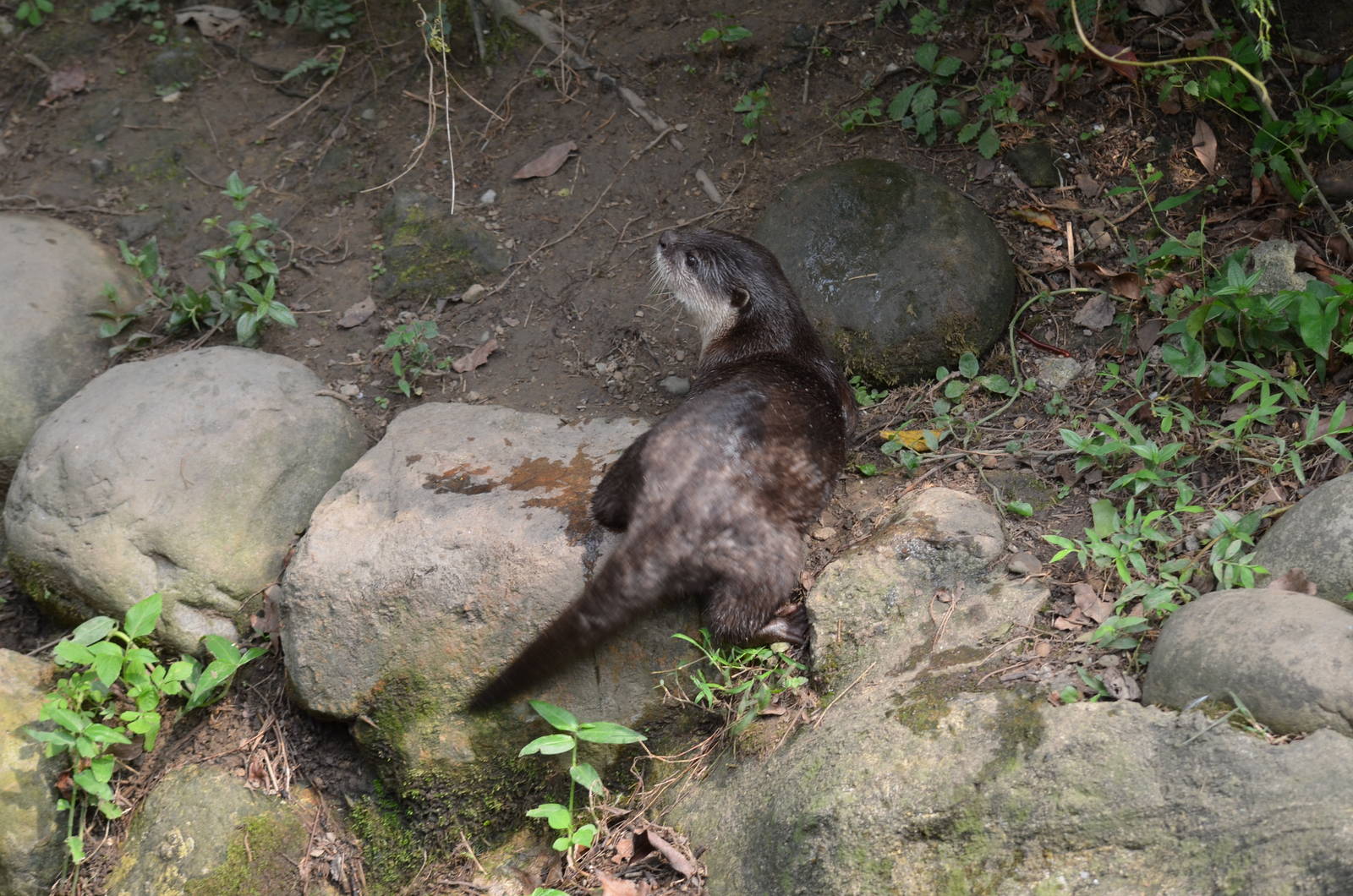 European otter