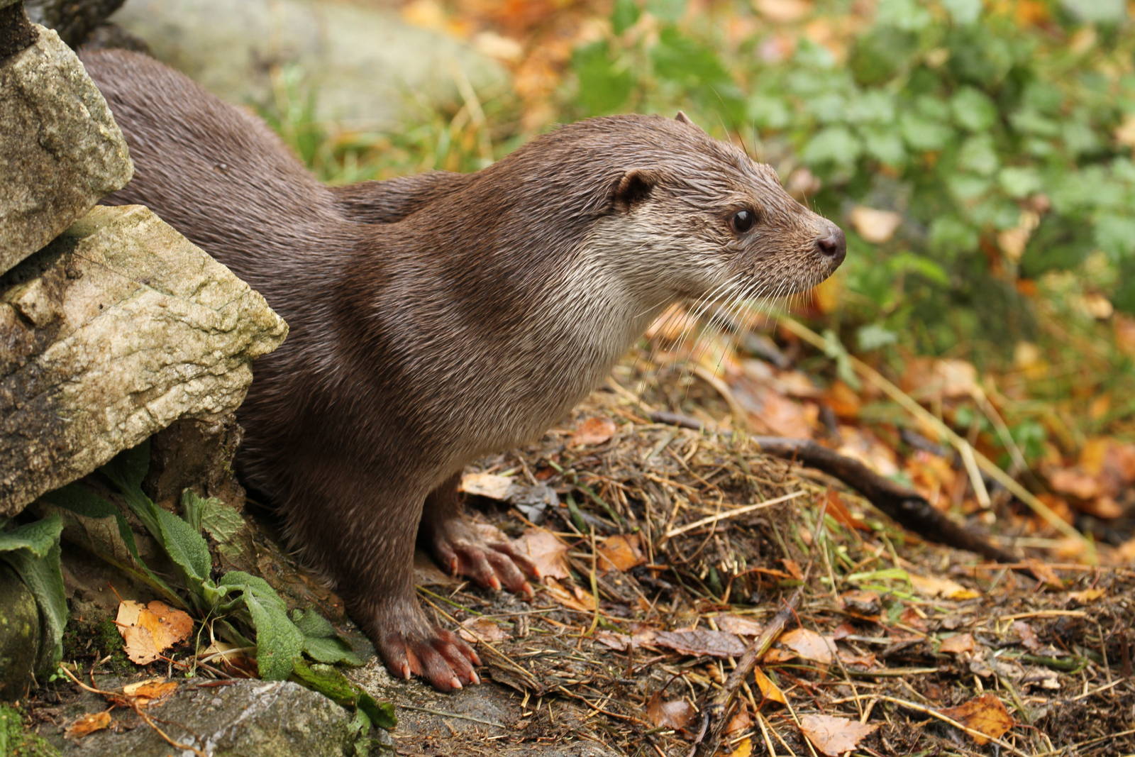 European Otter