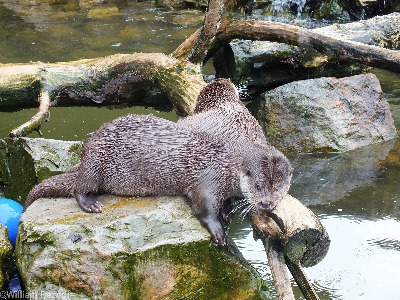 European Otter