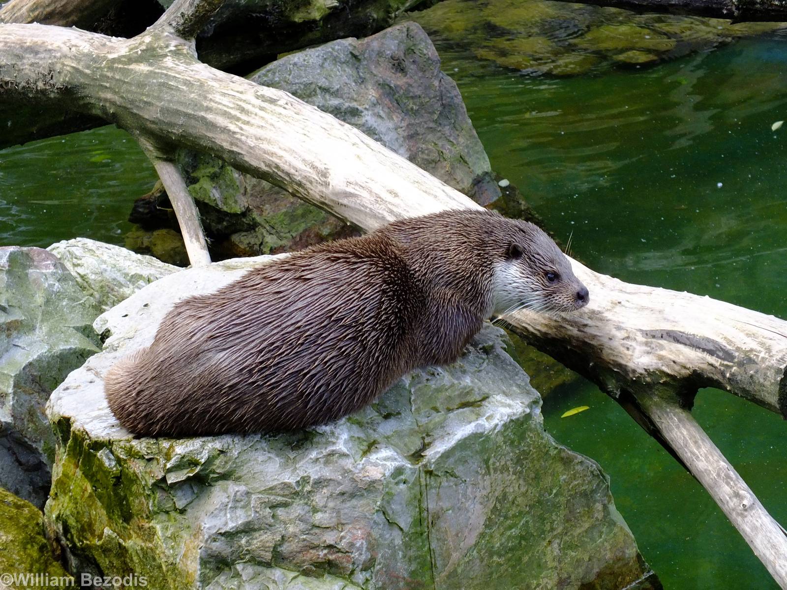 European Otter