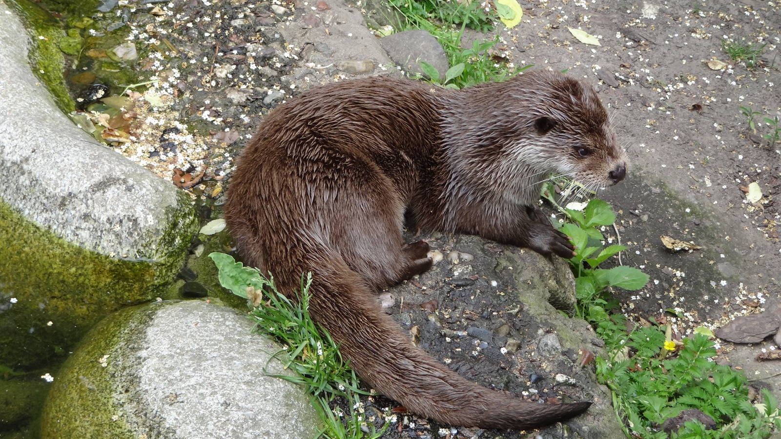European Otter