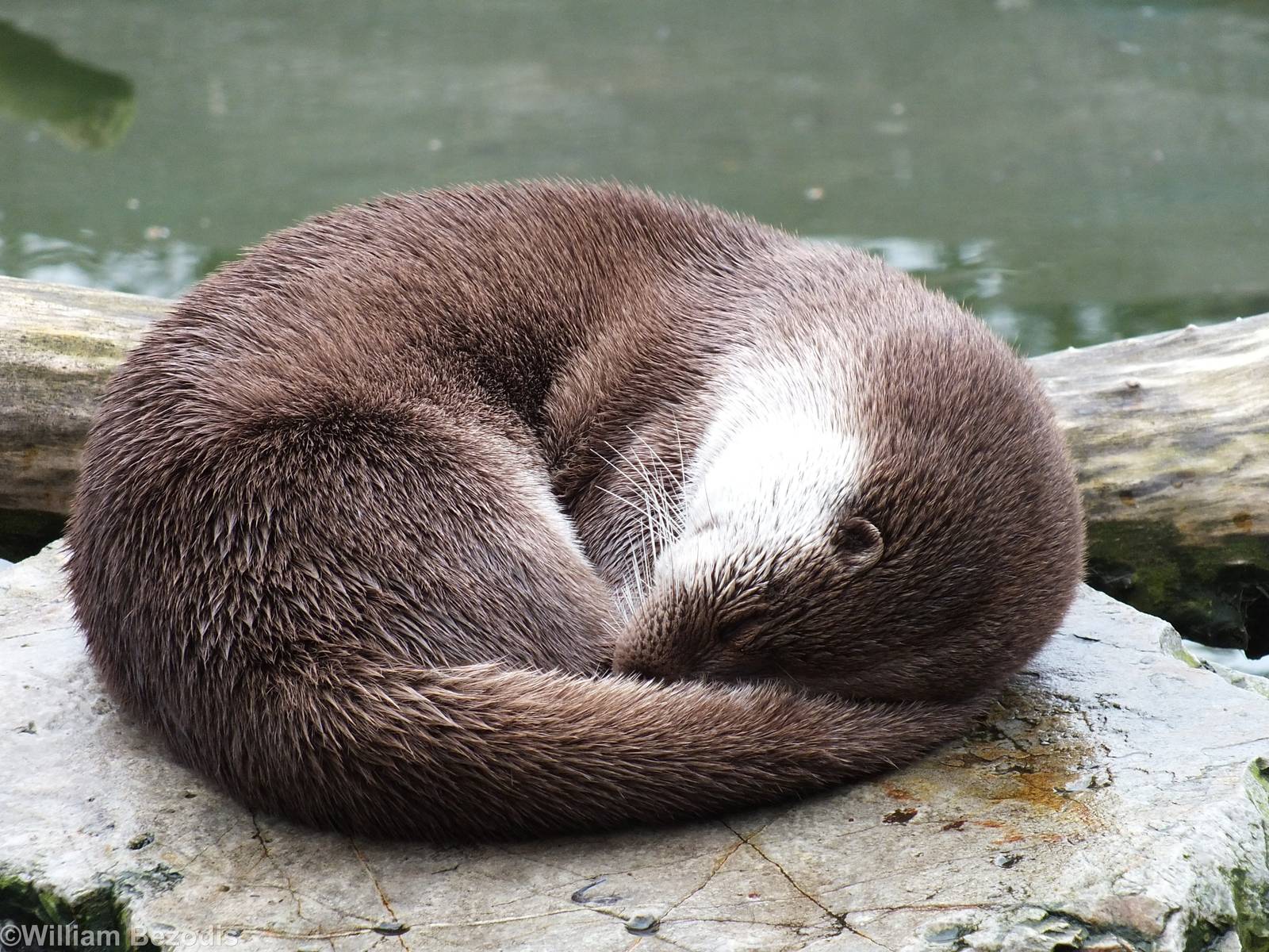 European Otter