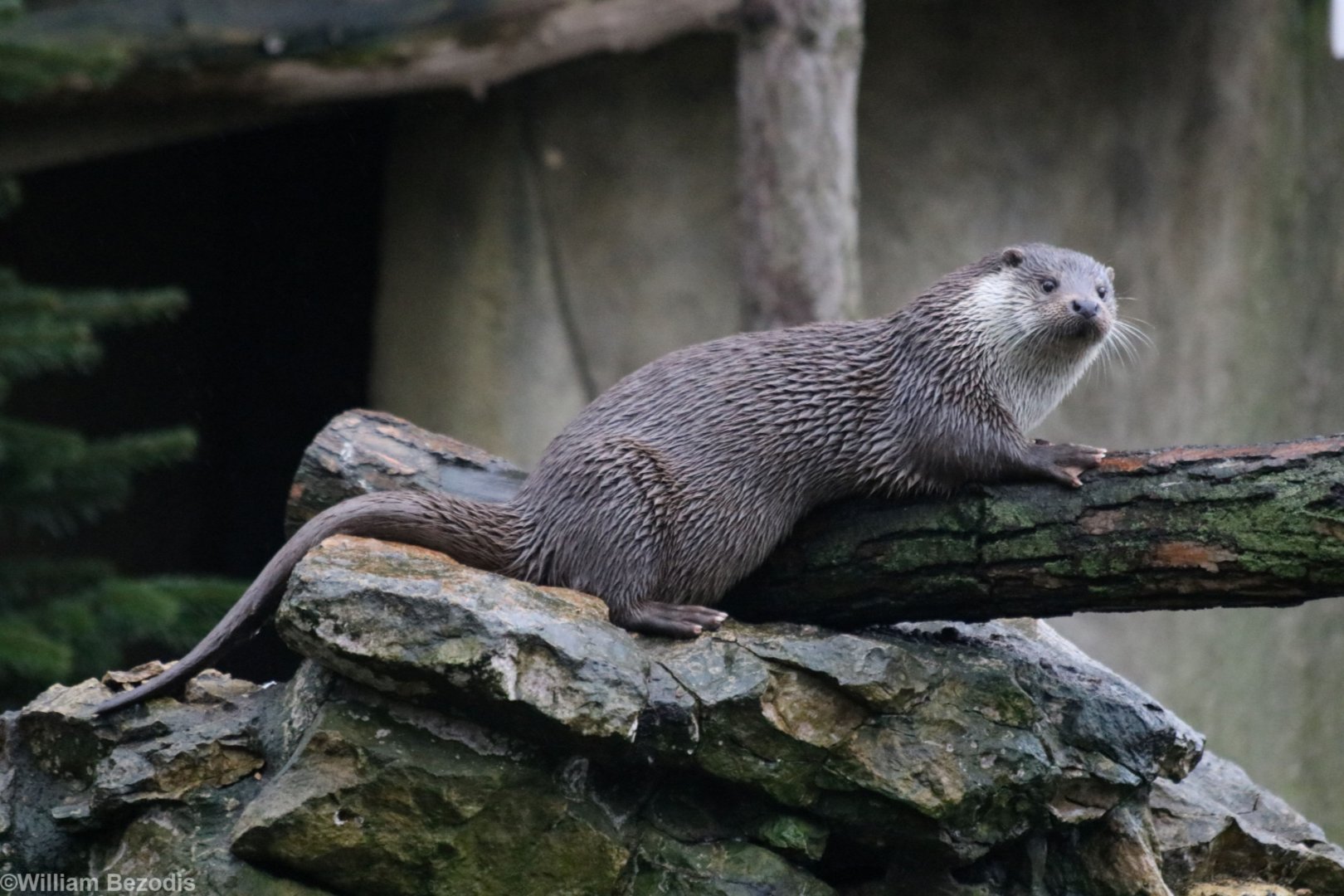European Otter