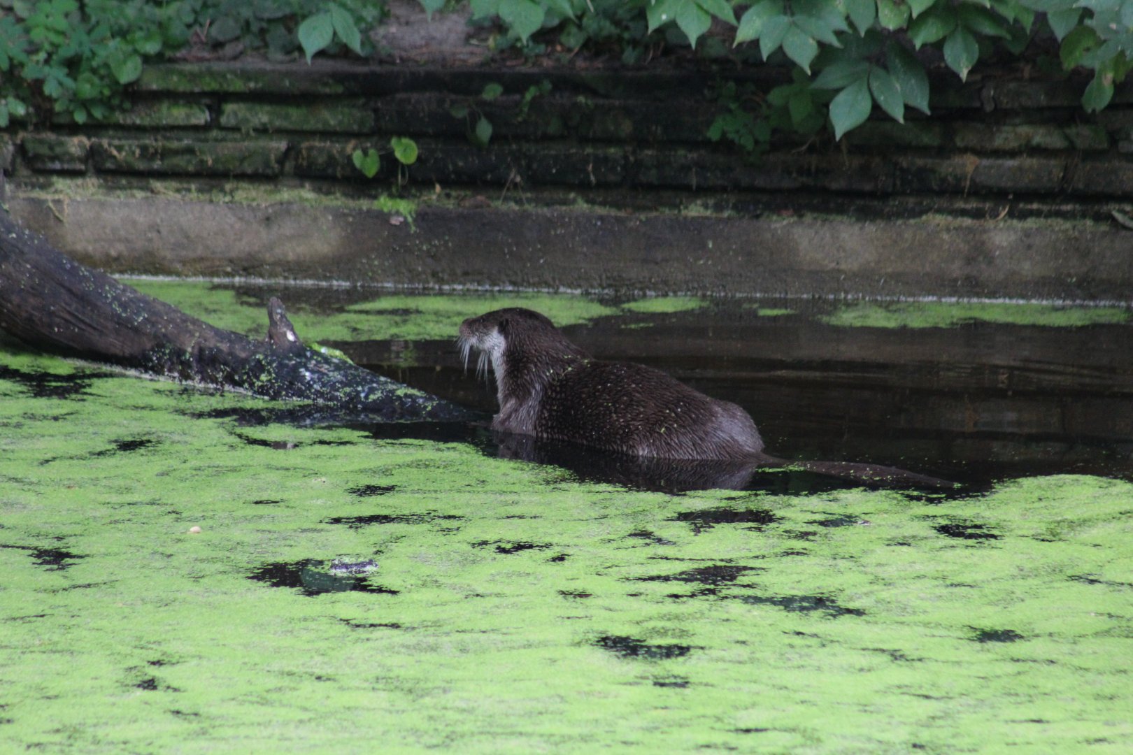 European Otter