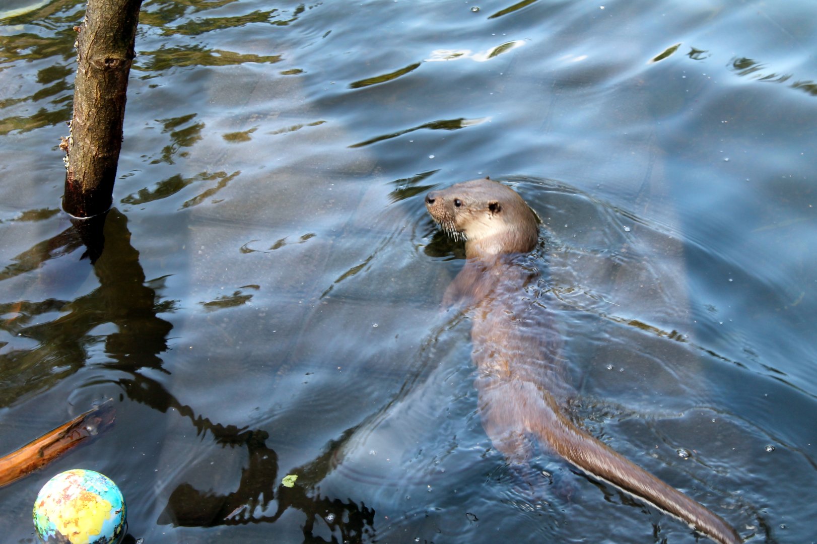 European Otter