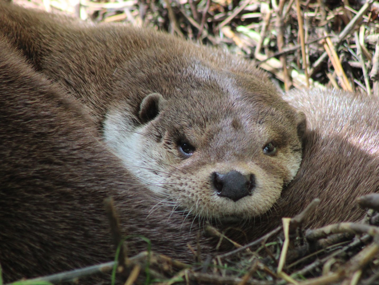 European otter