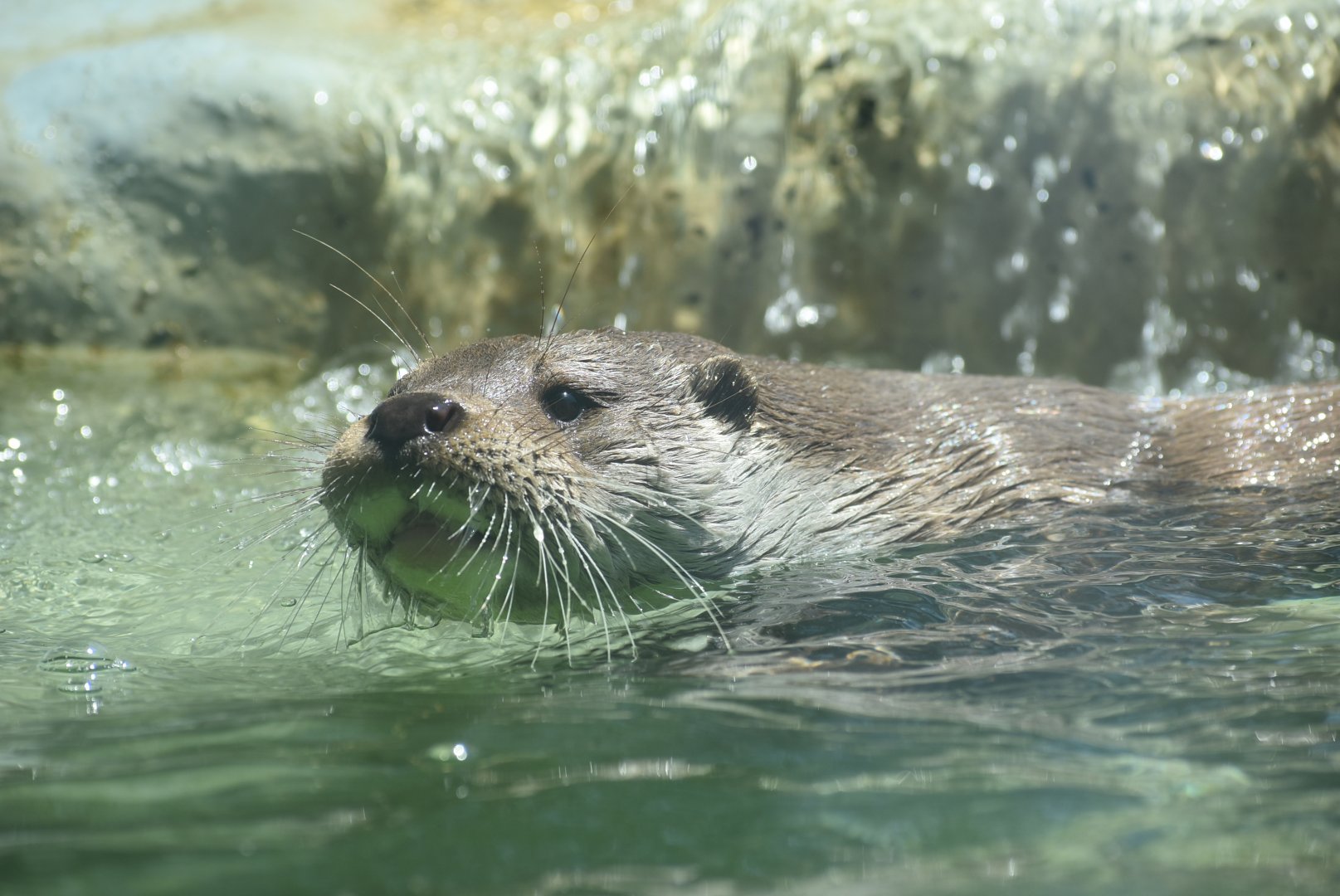 European otter