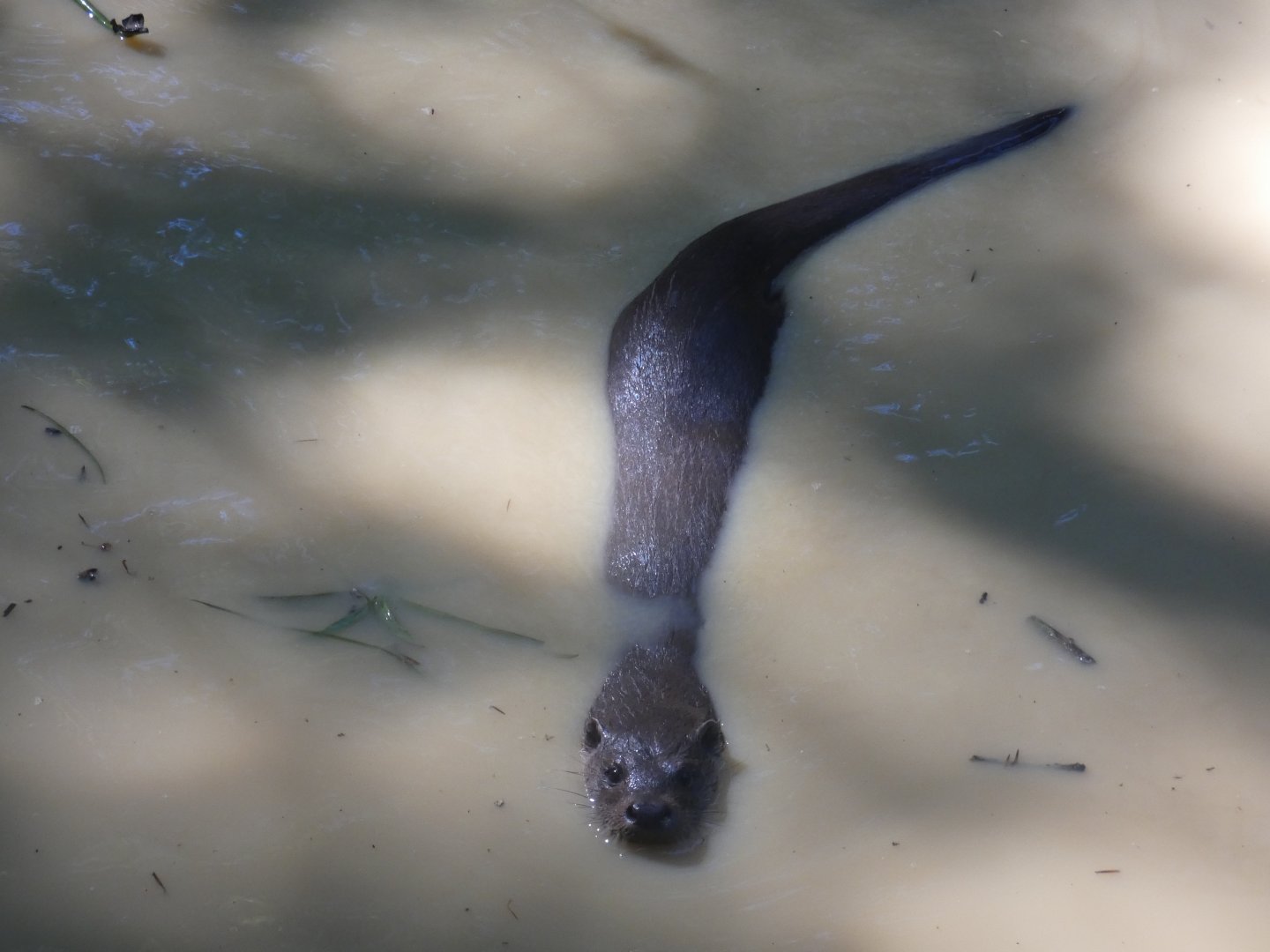 European otter