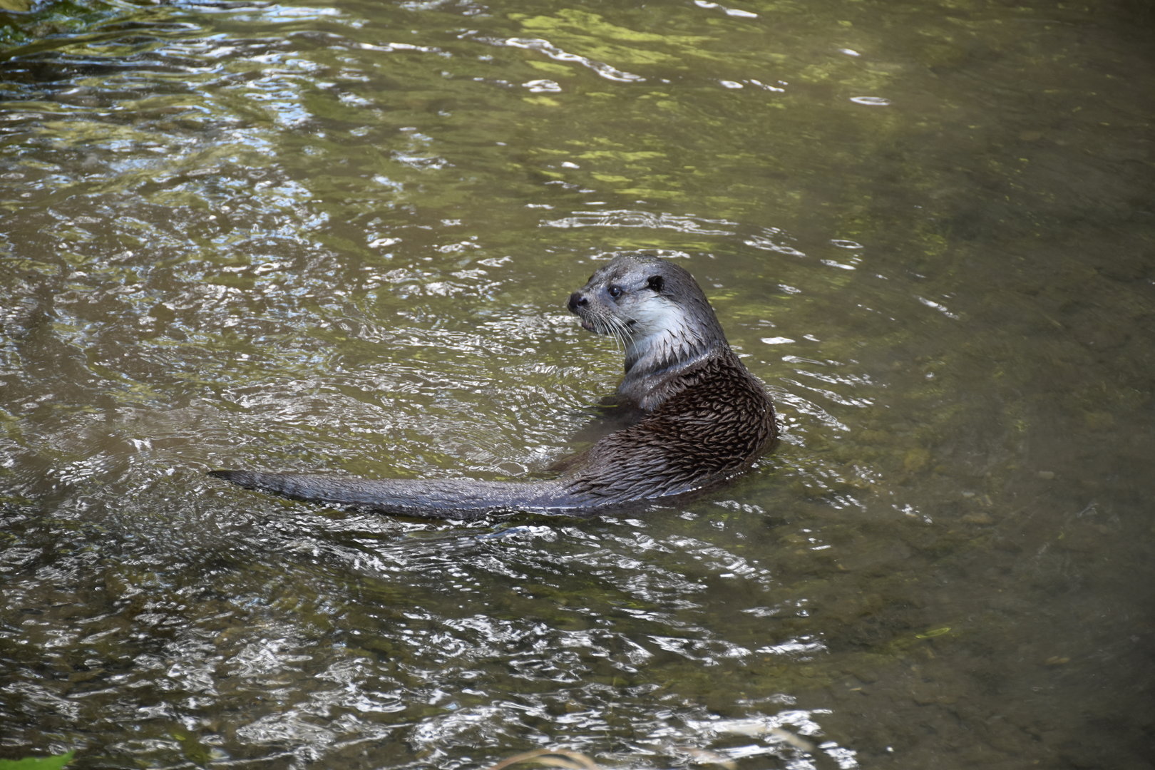 European otter