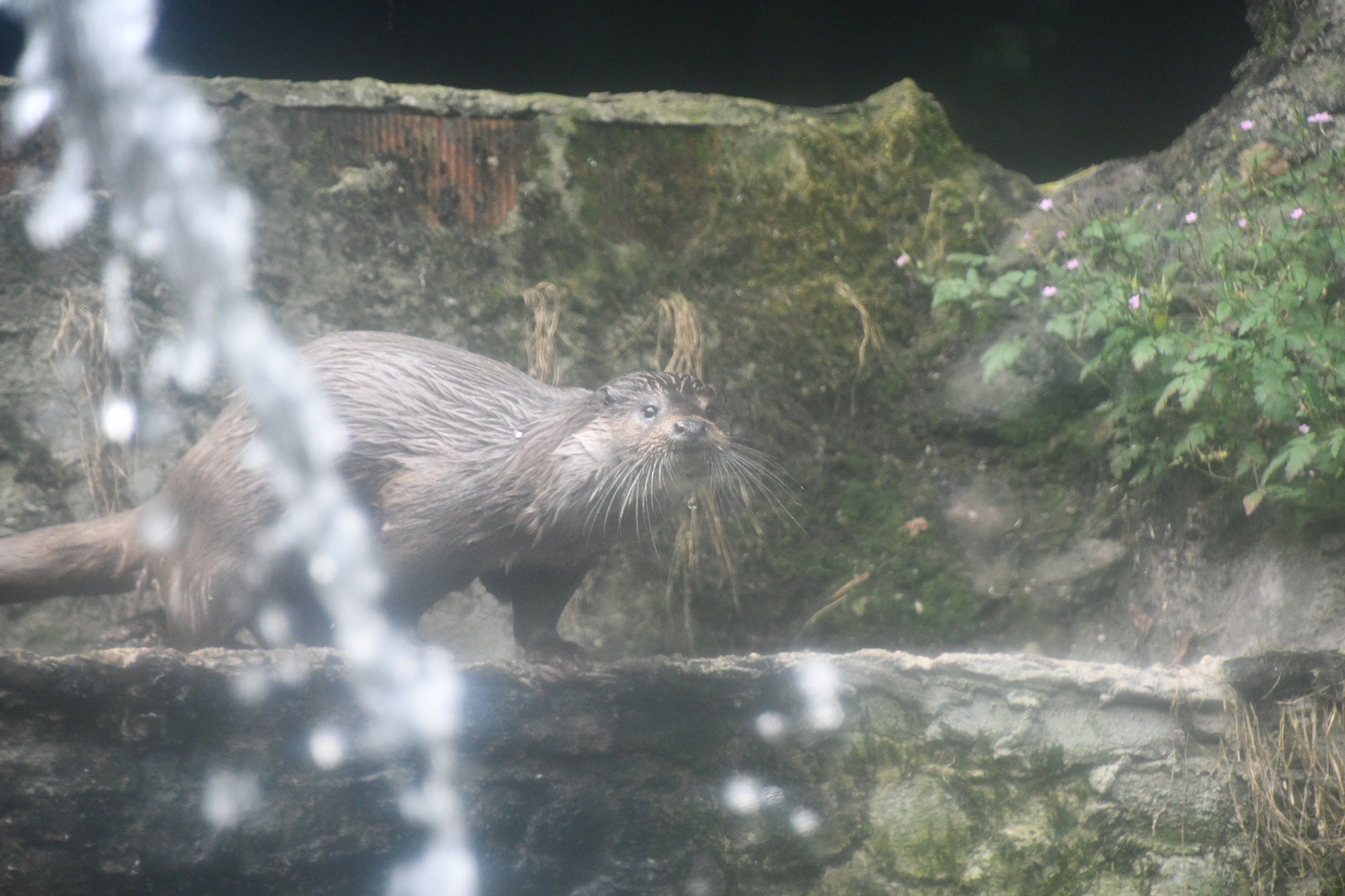 European Otter