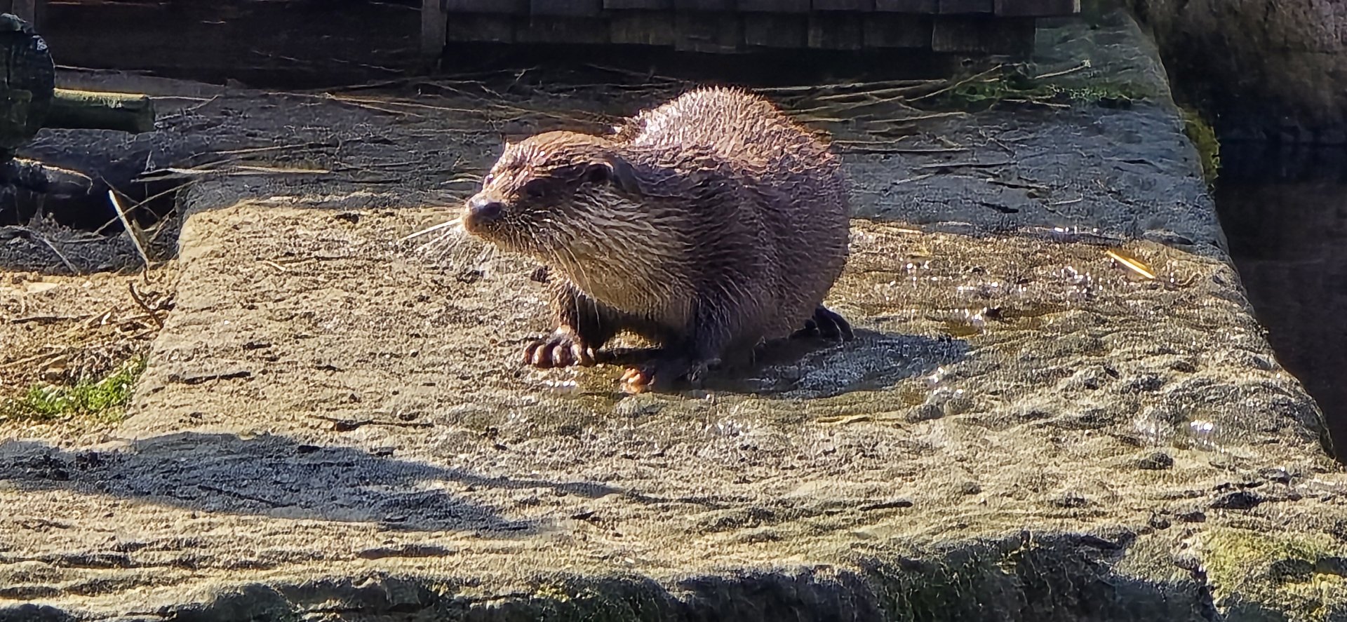 European otter