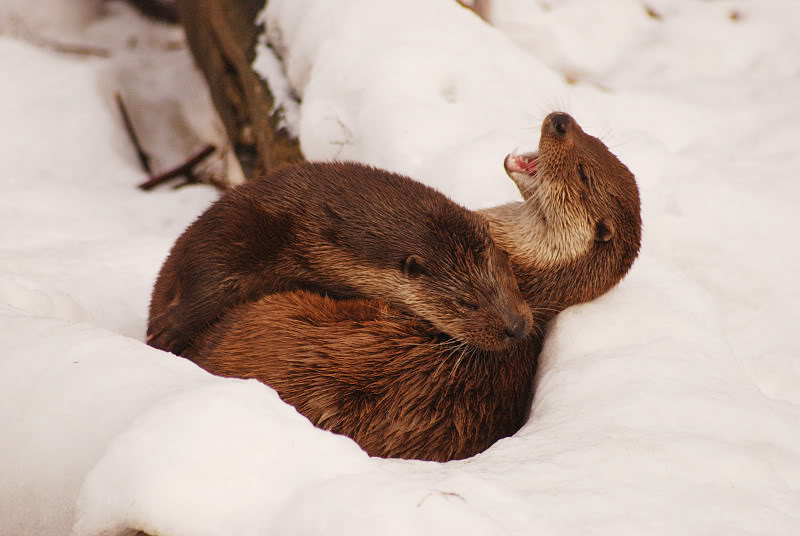 European otter