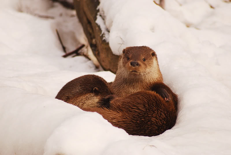 European otter