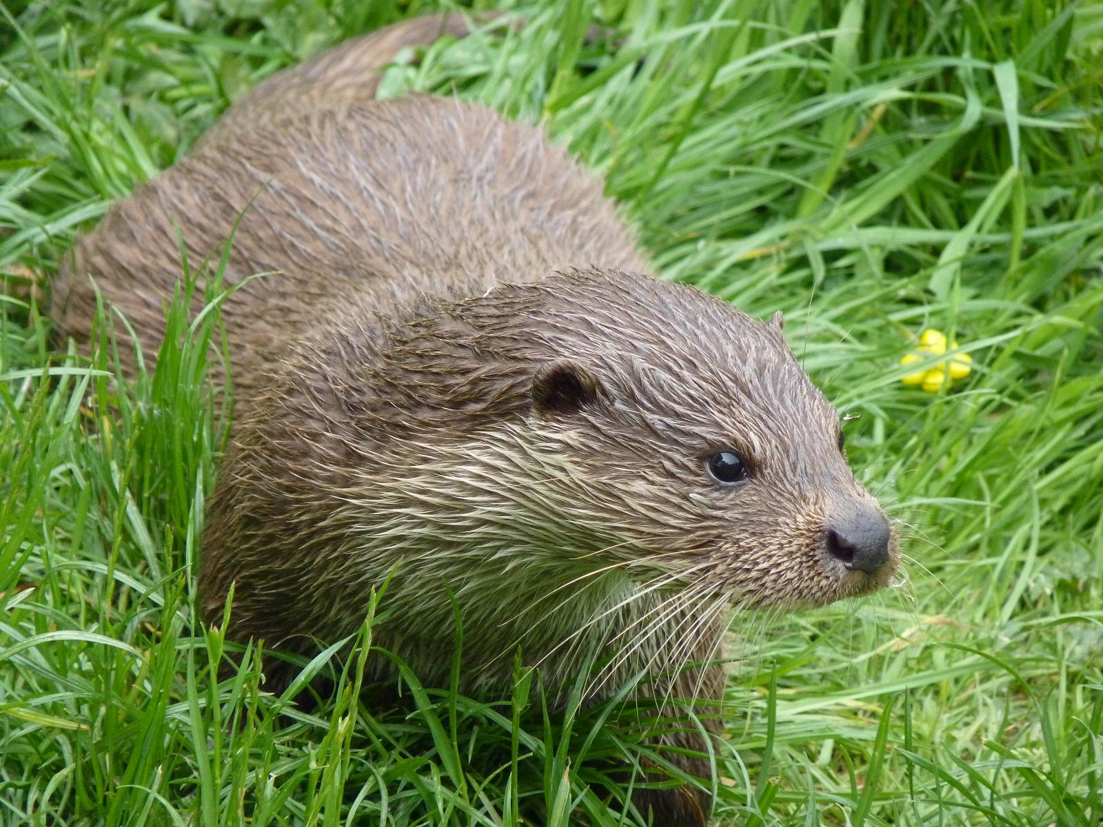 European Otter