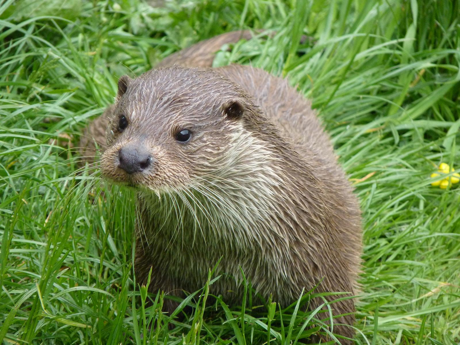 European Otter