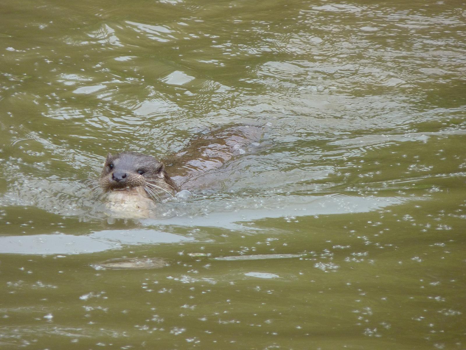 European Otter