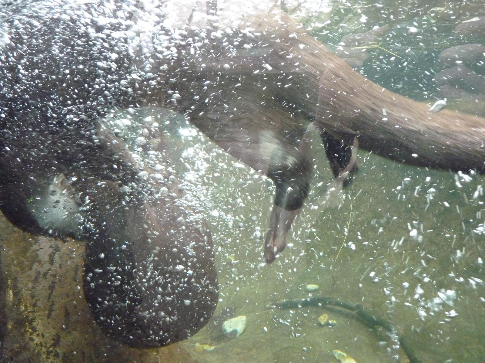 European Otters Underwater Duel