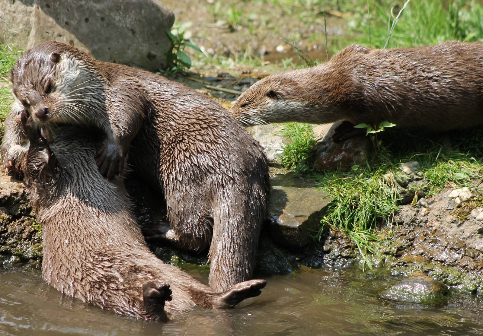 European otters